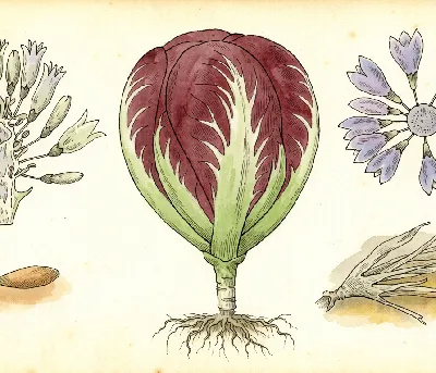 Radicchio – botanische Illustration