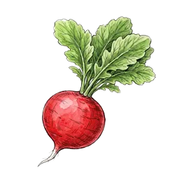 Radieschen – Pflanze oder Frucht