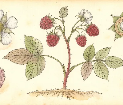 Himbeere – botanische Illustration
