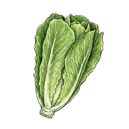 Romanasalat – Pflanze oder Frucht