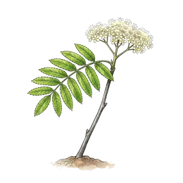 Vogelbeere – Wachstumsphase