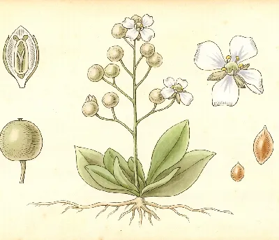 Löffelkraut – botanische Illustration
