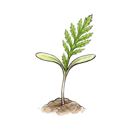 Gewürz-Tagetes – Startphase