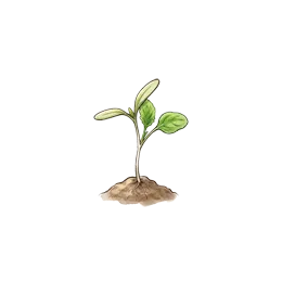 Spinat – Startphase