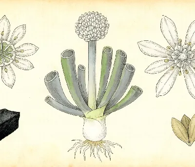Lauchzwiebel – botanische Illustration