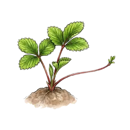 Erdbeeren – Startphase