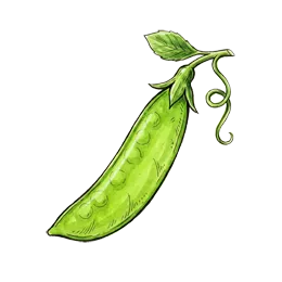 Zuckererbsen – Pflanze oder Frucht