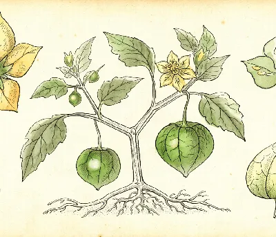 Tomatillo – botanische Illustration