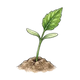 Tomatillo – Startphase