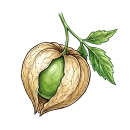 Tomatillo – Pflanze oder Frucht