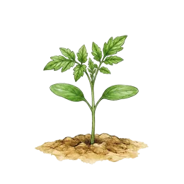 Tomaten – Jungpflanze, schematische Illustration