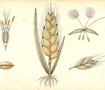 Winterroggen – botanische Illustration