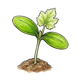 Zucchini – Startphase