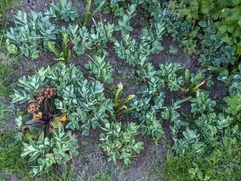 Viele niedrige Triebe der Fetten Henne mit fleischigen grünen Blättern im Beet.