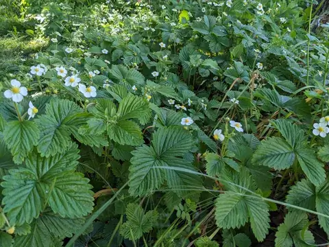 Weiße Erdbeerblüten ragen über dichtes grünes Erdbeerlaub.