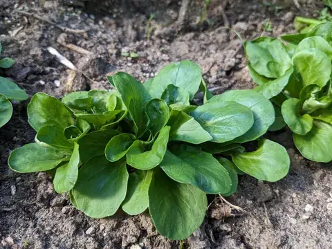 Eine dichte Feldsalatrosette mit rundlichen dunkelgrünen Blättern wächst dicht über der Erde.