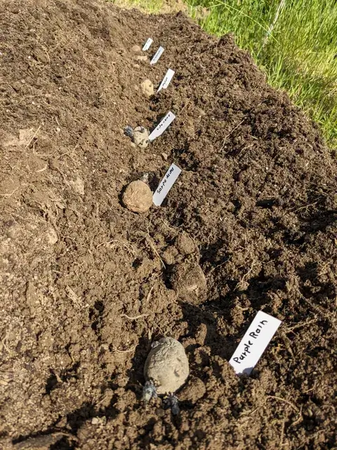 Vorgekeimte Kartoffeln liegen mit weißen beschrifteten Pflanzschildern in einer offenen Pflanzfurche.