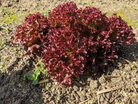 Ein runder roter Pflücksalat mit dicht gekrausten Blättern wächst in einem sonnigen Beet.