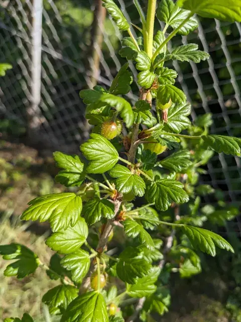 Grüne, deutlich geaderte Stachelbeeren sitzen dicht an einem belaubten Zweig.