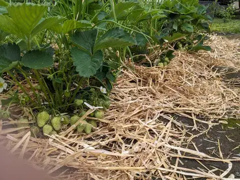 Mehrere noch grüne Erdbeeren hängen unter dem Laub über einer Lage Stroh.