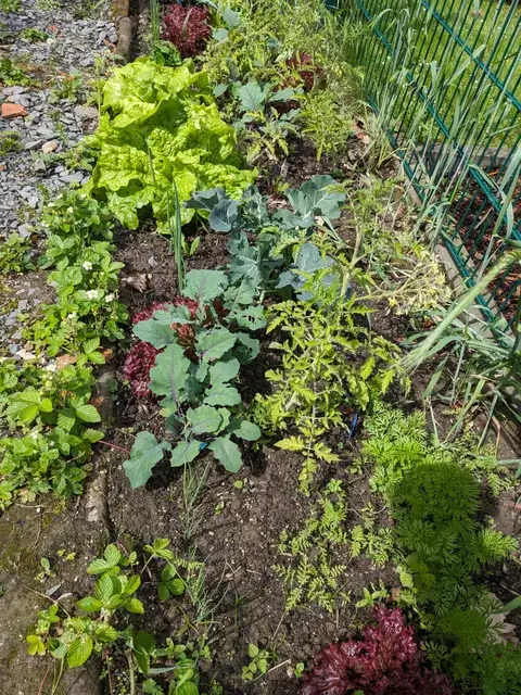 Blick von oben auf ein Gemüsebeet mit grünem und rotem Salat, Kohl und Lauchgewächsen.