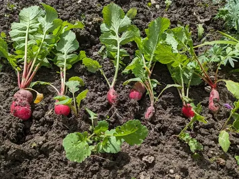 Frisch gezogene rote Radieschen mit langen Wurzeln und grünem Laub liegen nebeneinander auf der Beeterde.
