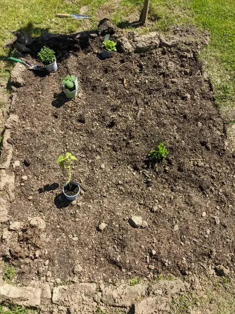Jungpflanzen in kleinen schwarzen Töpfen stehen auf und neben einer frisch vorbereiteten rechteckigen Beetfläche.