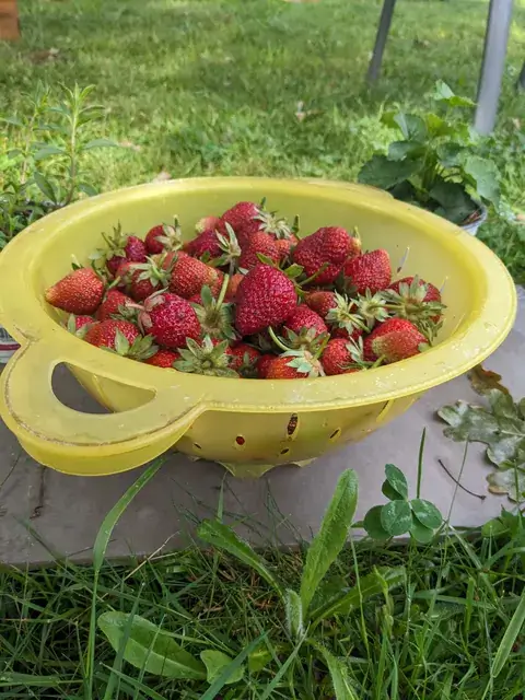 Reife rote Erdbeeren liegen in einem gelben Sieb draußen im Garten.