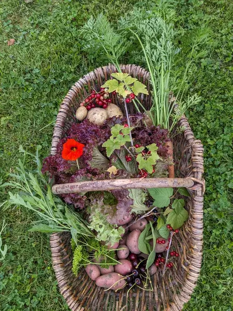 Ein geflochtener Korb auf dem Rasen enthält Kartoffeln, Möhren, roten und grünen Salat sowie Johannisbeerzweige.