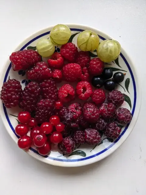 Ein kleiner gemusterter Teller ist mit roten und dunklen Beeren, Himbeeren und hellgrünen Stachelbeeren gefüllt.