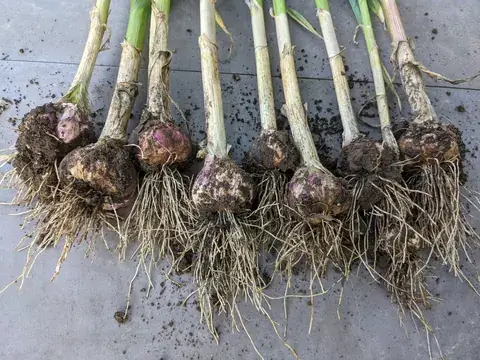 Sieben geerntete Knoblauchknollen mit langen Stängeln, Wurzeln und anhaftender Erde liegen nebeneinander.