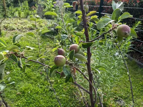 Mehrere kleine Äpfel mit leicht rötlicher Schale hängen an einem dünnen belaubten Zweig.