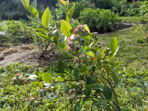 Noch grüne Heidelbeeren mit rötlichen Kelchrändern hängen an einem sonnig beleuchteten Zweig.