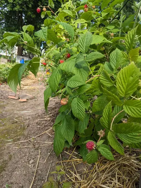 Rote Himbeeren und noch helle Früchte hängen zwischen grünen Blättern an einer Rute.