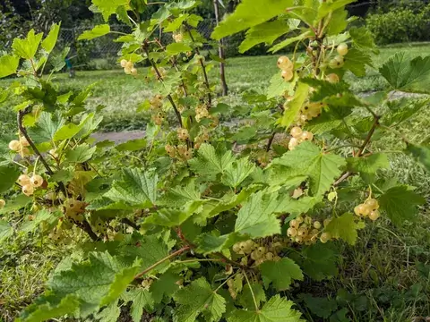 Viele durchscheinende gelblich-weiße Johannisbeeren hängen unter dem grünen Laub.