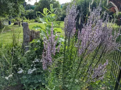 Hohe violette Blütenstände stehen neben weißen Blütendolden und einem alten Baumstumpf am Gartenzaun.