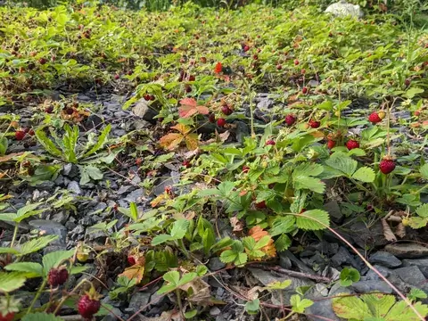 Viele kleine rote Erdbeeren wachsen zwischen niedrigen Blättern und dunklen Schieferstücken über den Boden.