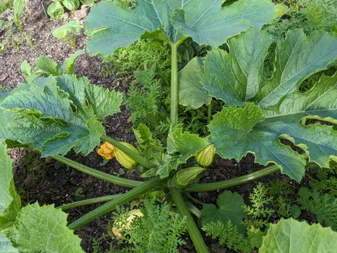 Eine Zucchinipflanze zeigt große grüne Blätter, gelbe Blüten und kleine Fruchtansätze.