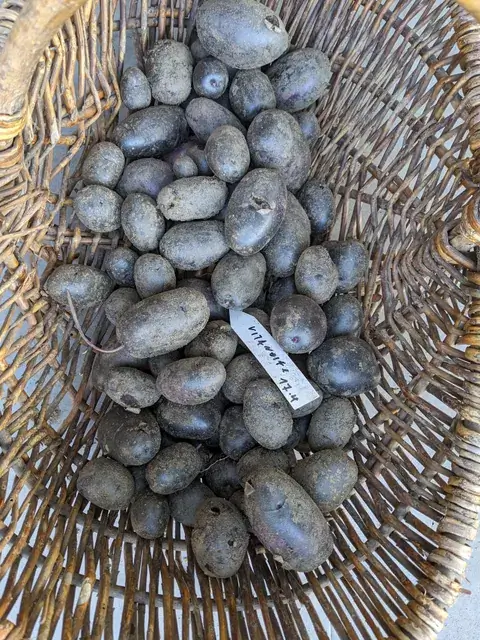 Dunkelschalige längliche Kartoffeln mit anhaftender Erde liegen in einem geflochtenen Korb.