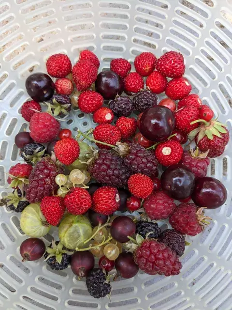 Ein weißes Sieb enthält rote Erdbeeren, dunkle Kirschen und verschiedenfarbige Beeren.