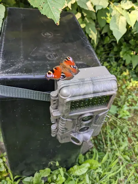 Ein Schmetterling mit rotbraunen Flügeln und auffälligen Augenflecken sitzt auf einer Wildkamera zwischen grünen Blättern.