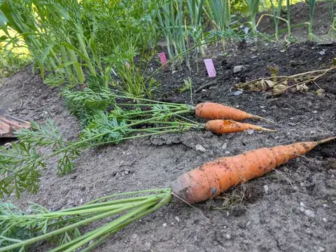 Drei frisch gezogene orange Möhren mit grünem Laub liegen auf der Erde am Rand einer Möhrenreihe.