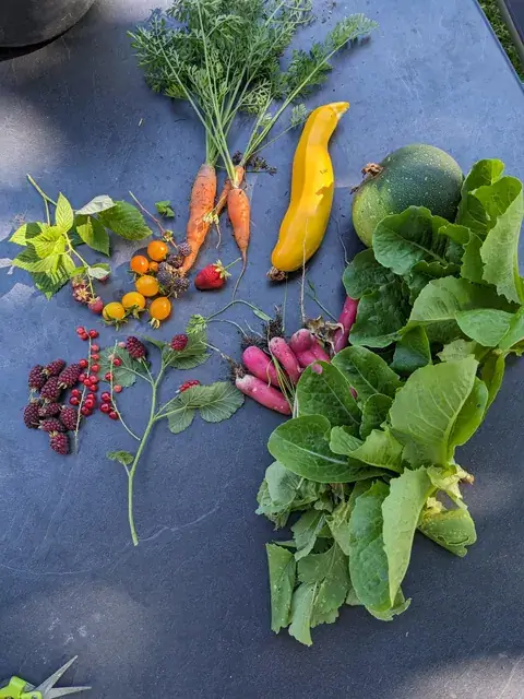 Eine gemischte Ernte mit gelber Zucchini, Möhren, Radieschen, Beeren und Blattgrün liegt auf einem Tisch.