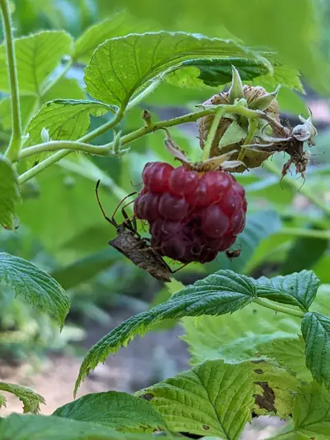 Eine braune Wanze sitzt an der Unterseite einer roten Himbeere zwischen grünen Blättern.