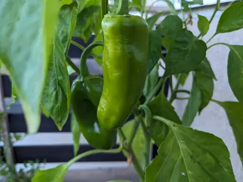 Eine längliche grüne Paprika hängt zwischen den Blättern ihrer Pflanze, dahinter wächst eine weitere Frucht.