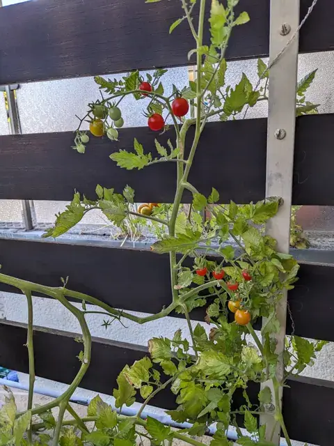 Rote, gelbliche und grüne Tomaten hängen an einer Pflanze vor einem dunklen Lattenzaun.