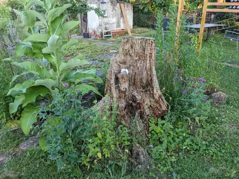 Ein alter Baumstumpf steht zwischen hohem Alantlaub, violetten Indianernesseln und weiteren Stauden im Garten.
