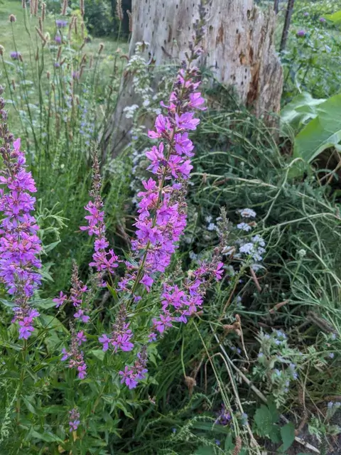 Lange Blütenstände des Blutweiderichs tragen viele violettrosa Einzelblüten vor Gräsern und einem Baumstumpf.