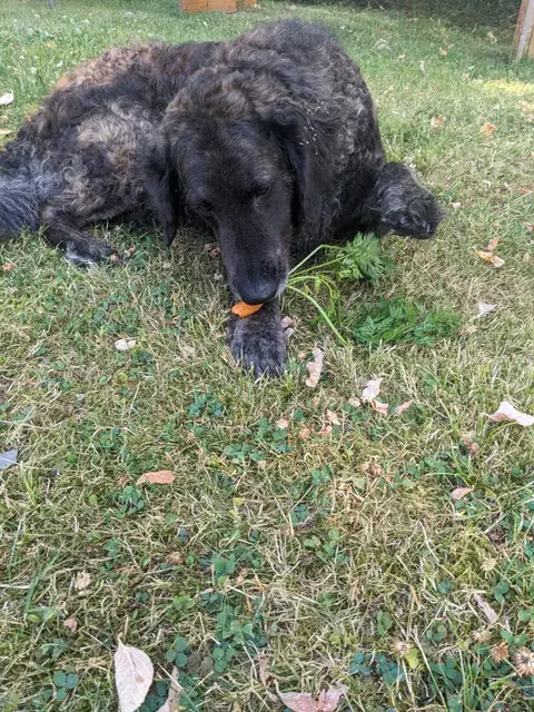 Ein schwarzer Hund liegt im Gras und hält eine orange Möhre mit grünem Laub zwischen den Vorderpfoten.