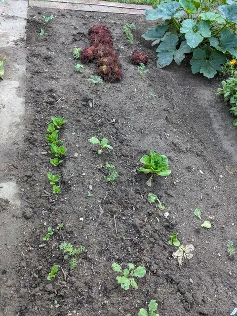 Kleine grüne Salatpflanzen stehen in Reihen auf offener Erde neben größeren Salaten und einer Zucchini.